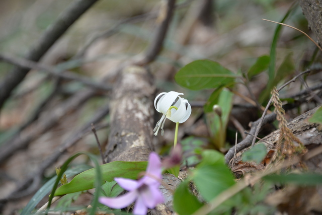 花の山～角田山②♪_e0331878_21123579.jpg