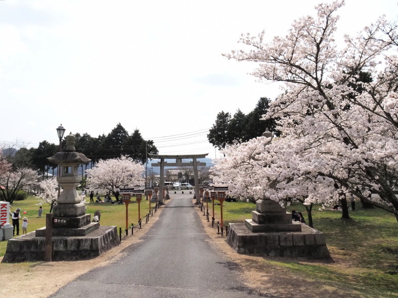 和気神社の桜_c0254479_21572182.jpg