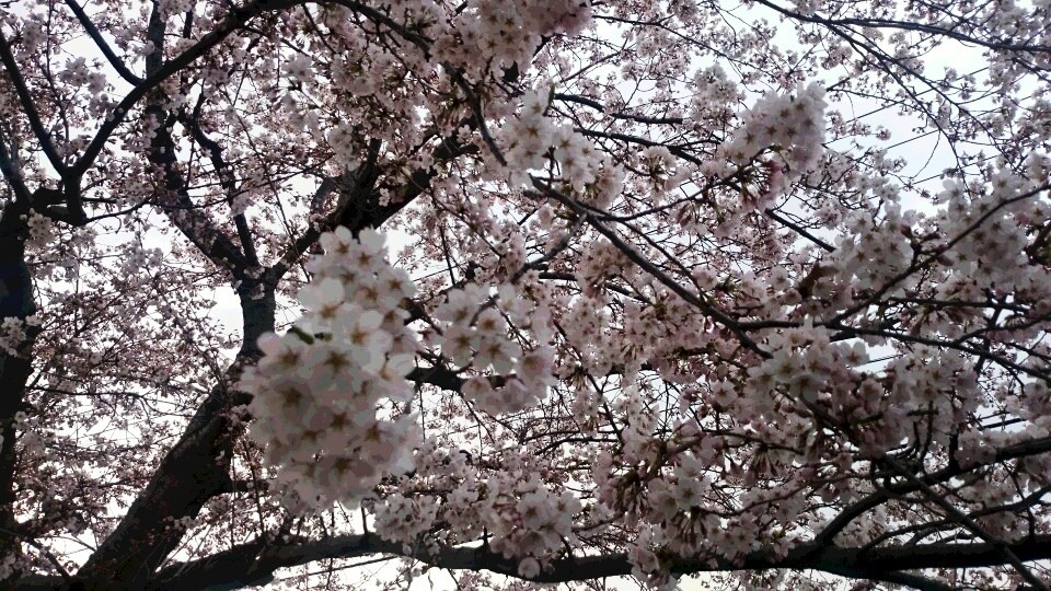 桜満開の仙台_c0172180_11482468.jpg