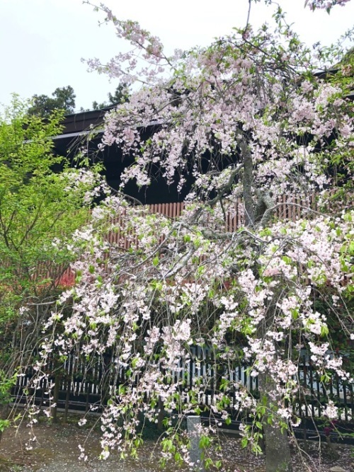 鎌倉花景「本覚寺、そして妙本寺」_a0135581_17241392.jpg