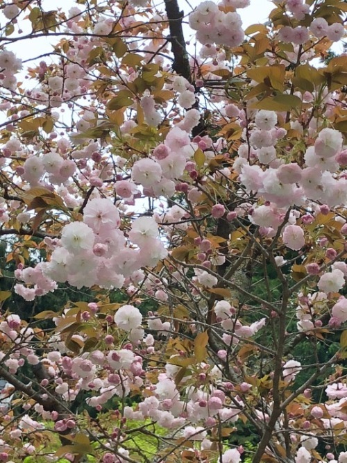 鎌倉花景「本覚寺、そして妙本寺」_a0135581_17242113.jpg