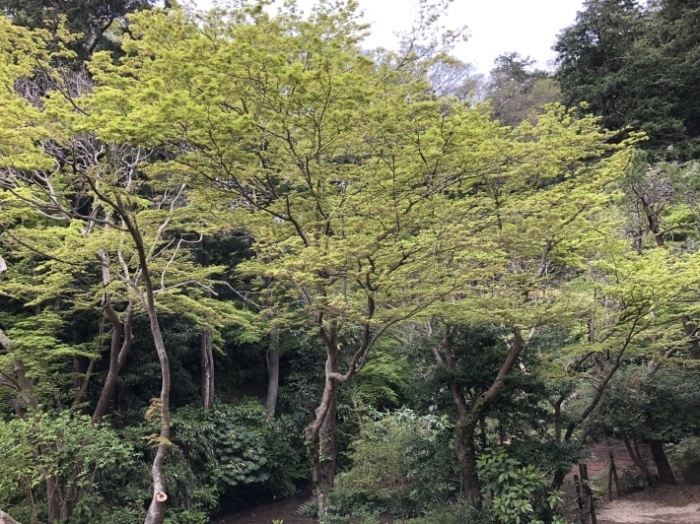 鎌倉花景「本覚寺、そして妙本寺」_a0135581_17250470.jpg