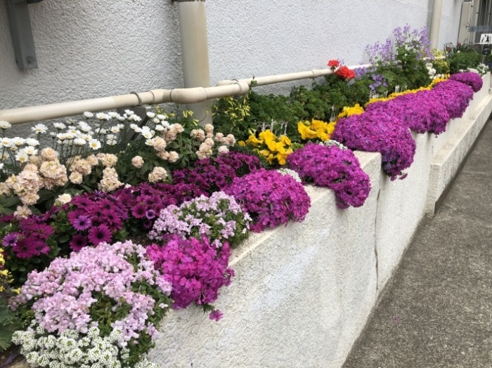 鎌倉花景「本覚寺、そして妙本寺」_a0135581_17251630.jpg