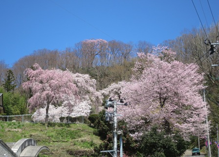 春爛漫の三春で桜巡り_a0208783_23124.jpg