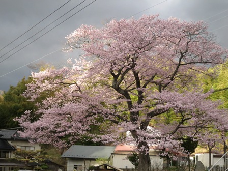 春爛漫の三春で桜巡り_a0208783_2385099.jpg