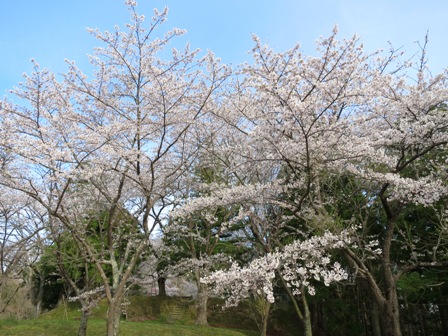 春爛漫の三春で桜巡り_a0208783_42120.jpg