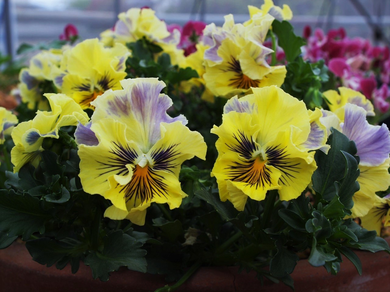 ムーランフリル Flowers