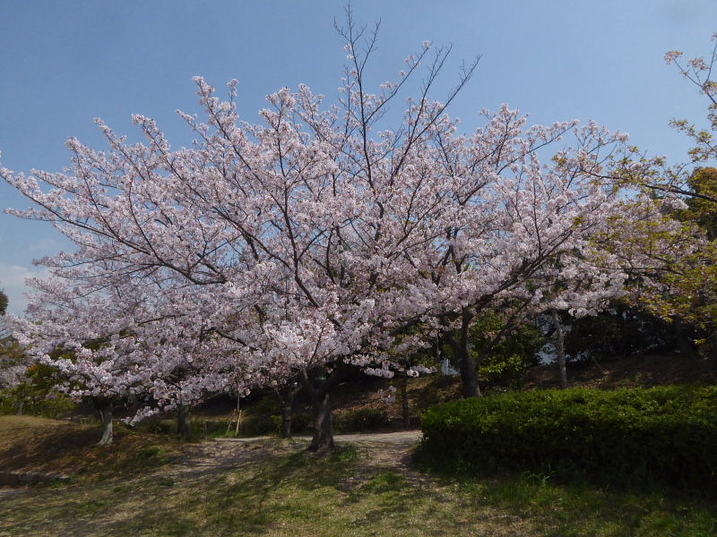 桜並木・枝垂れ・柊黐・児手柏・常磐万作・紅辛夷・ライラック_d0261298_6405492.jpg