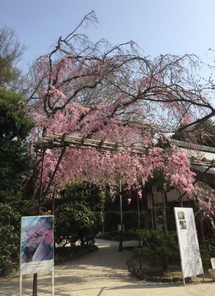 2018/4/6 京都観桜ランニング6　上賀茂神社_b0362900_19540239.jpg