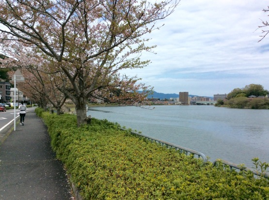 春の石山詣で  石山寺（滋賀）  2018．4_f0247600_08282457.jpg