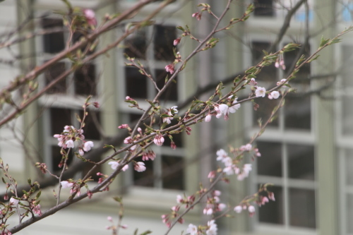 桜咲く：旧米沢工業学校本館階段教室東側の桜の樹・3_c0075701_12411168.jpg