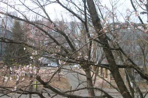 桜咲く：旧米沢工業学校本館階段教室東側の桜の樹・3_c0075701_12412822.jpg