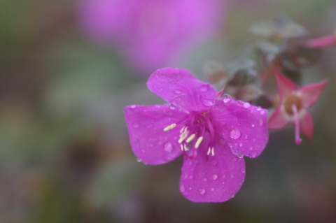 4月6日　雨の日にふと思いました。_a0204408_14514319.jpg