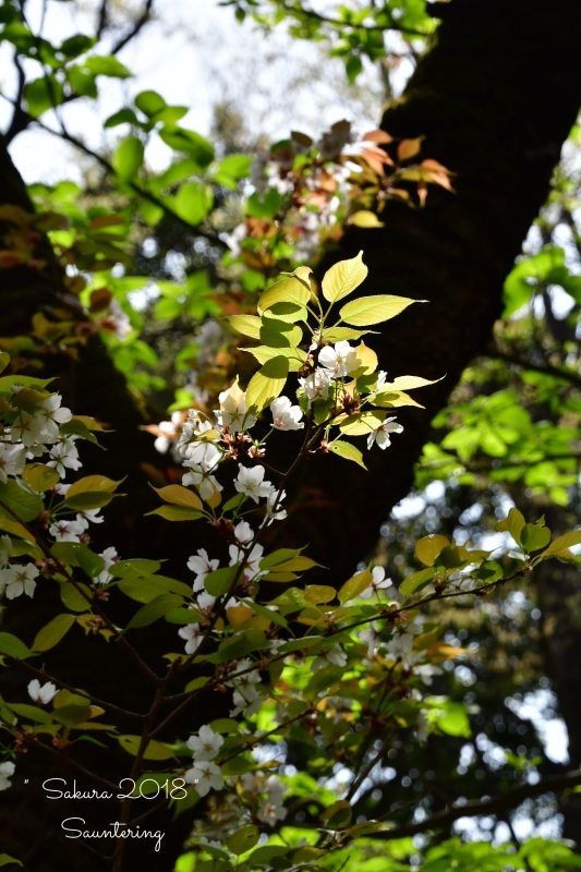 SAKURA 2018_b0223512_01051333.jpg