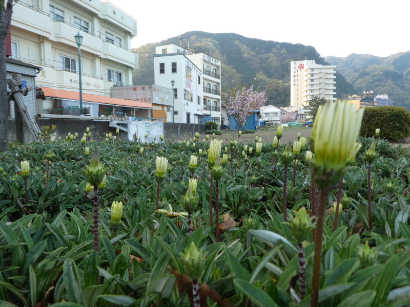 伊豆山陵を歩く　金冠山 (816M)   登頂 編_d0170615_10335090.jpg