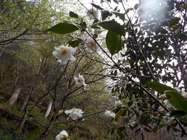 引越して再開します　どうぞヨロシクお願いします　４月６日（金）雨　_f0341616_15435063.jpg