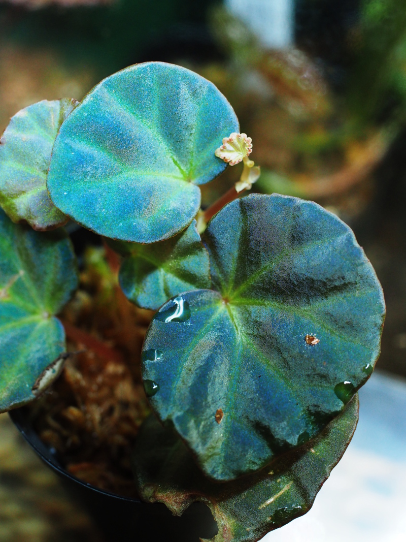 専用　超希少❣️Begonia rajah ベゴニア　ライア❣️原種ベゴニア rajah ライア – Begonia Club