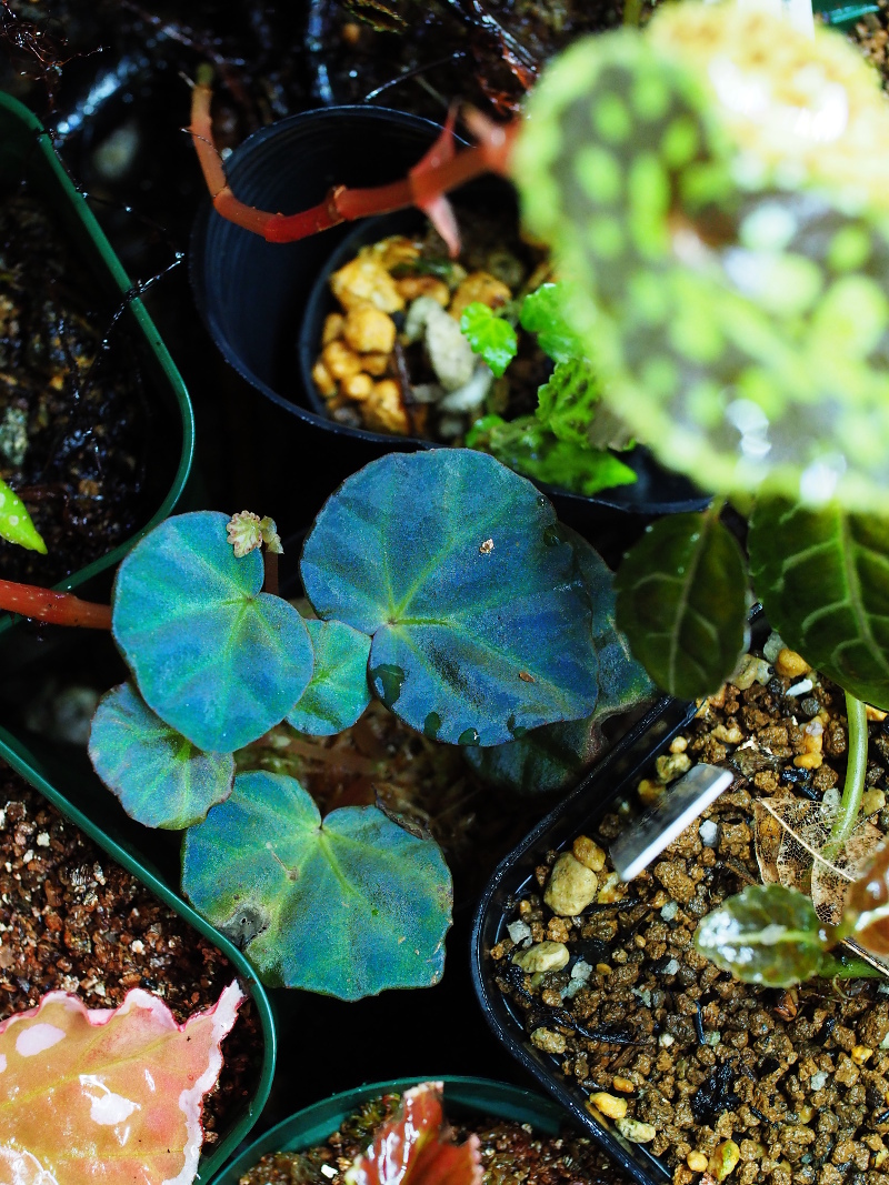 専用❣️Begonia sp.Sarawak 原種ベゴニア 木立性サラワク❣️