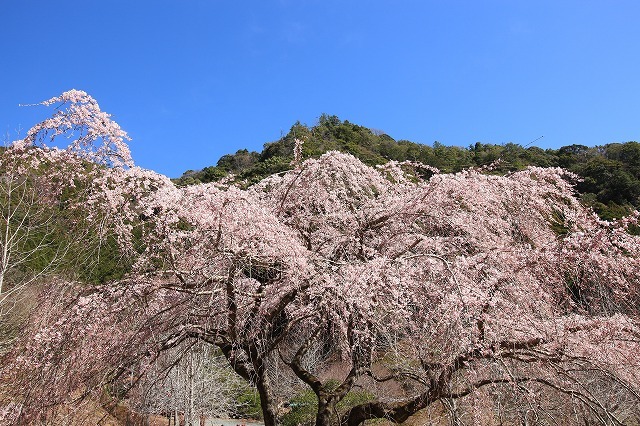 満開のしだれ桜、（大紀町）（撮影：3月24日）_e0321325_13534659.jpg