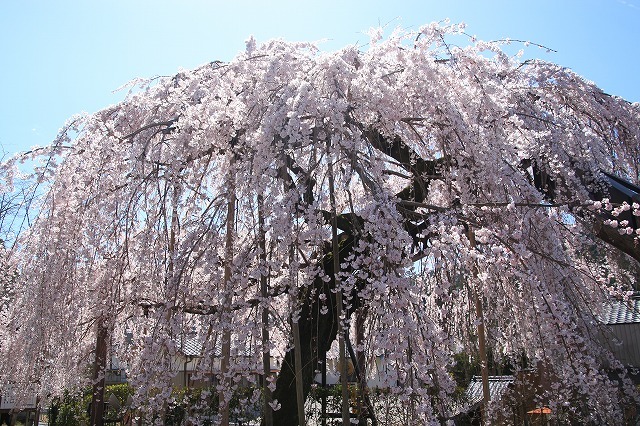 満開のしだれ桜、（大紀町）（撮影：3月24日）_e0321325_13552179.jpg