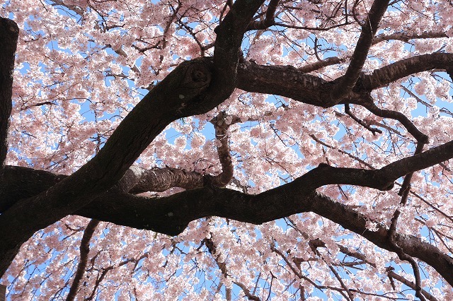 満開のしだれ桜、（大紀町）（撮影：3月24日）_e0321325_14010775.jpg