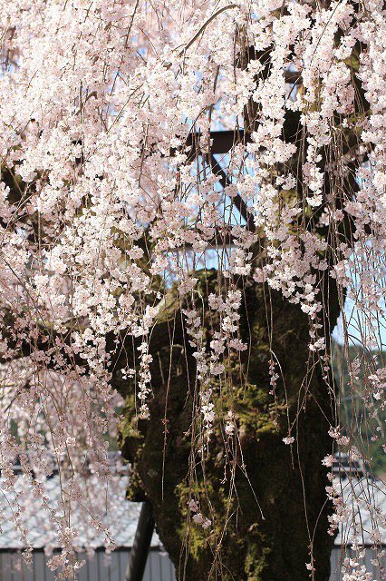 満開のしだれ桜、（大紀町）（撮影：3月24日）_e0321325_14012322.jpg