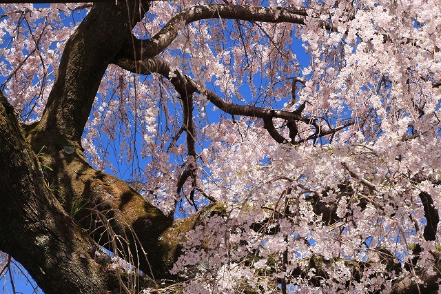 満開のしだれ桜、（大紀町）（撮影：3月24日）_e0321325_14015504.jpg