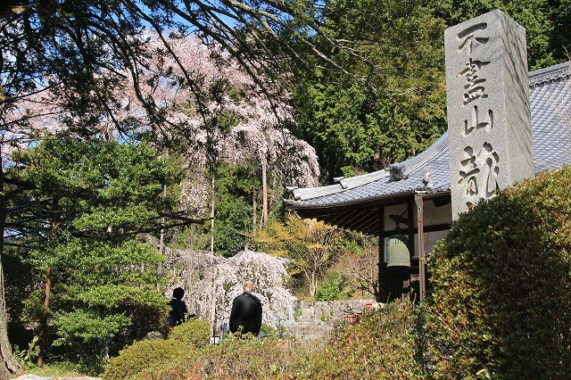 龍祥寺のエドヒカン桜　（撮影：3月24日）_e0321325_14544124.jpg