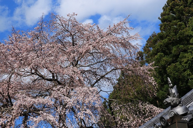 龍祥寺のエドヒカン桜　（撮影：3月24日）_e0321325_15010409.jpg