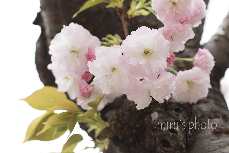 一葉桜・小松橋通りの八重桜_b0379328_13301958.jpg