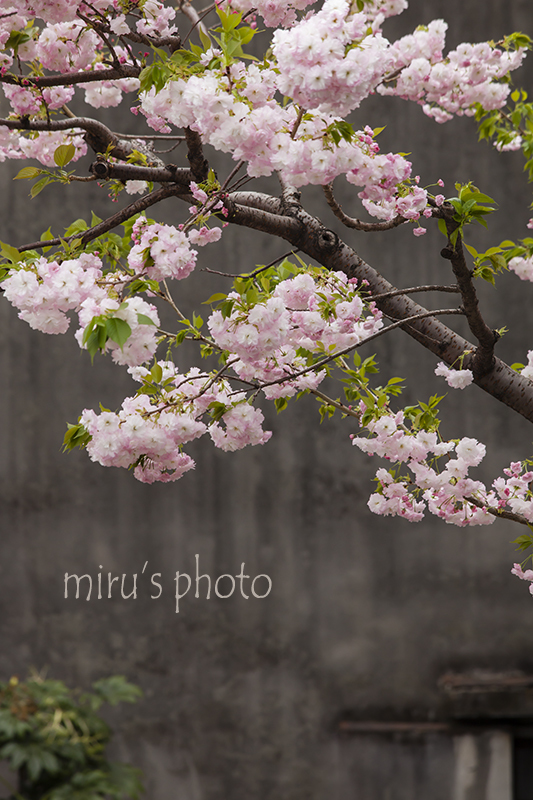 一葉桜・小松橋通りの八重桜_b0379328_13303733.jpg