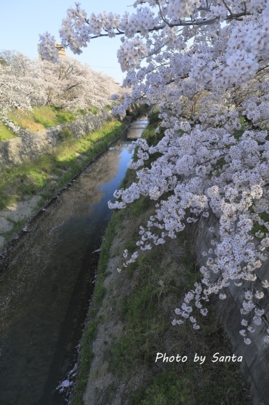 2018 さくら巡り-山崎川-_c0201929_19492787.jpg