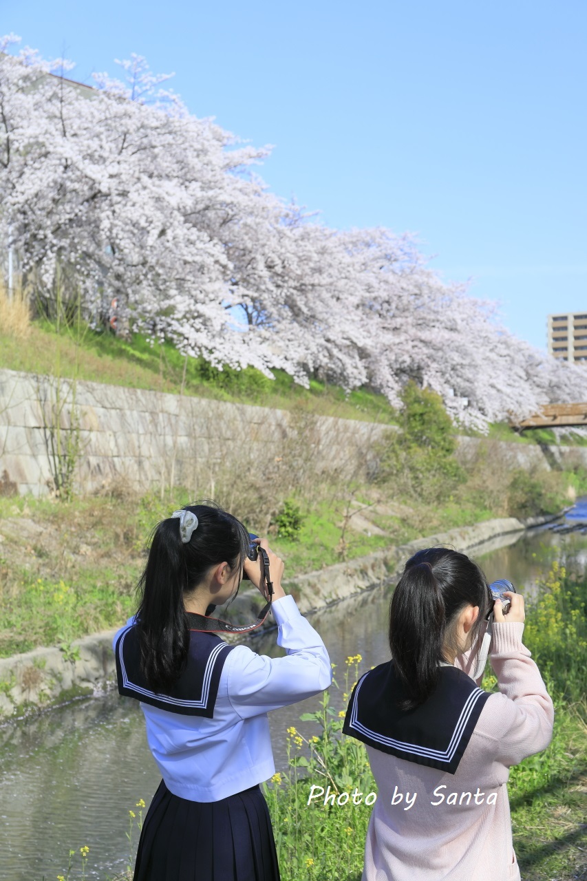 2018 さくら巡り-山崎川-_c0201929_20024012.jpg