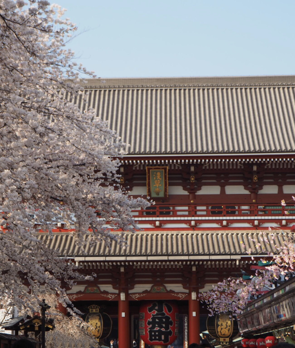 浅草寺の桜 上野公園 エリンゲル日記