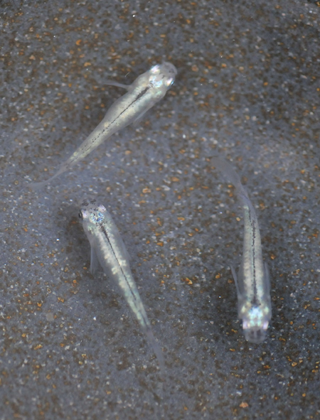 e0097534_172718100.jpg