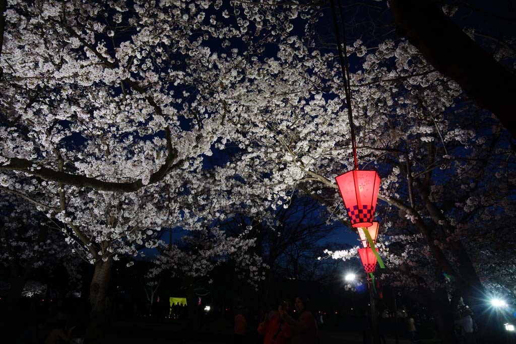 大阪城西ノ丸庭園・観桜ナイター@2018-03-28_d0250840_01420069.jpg