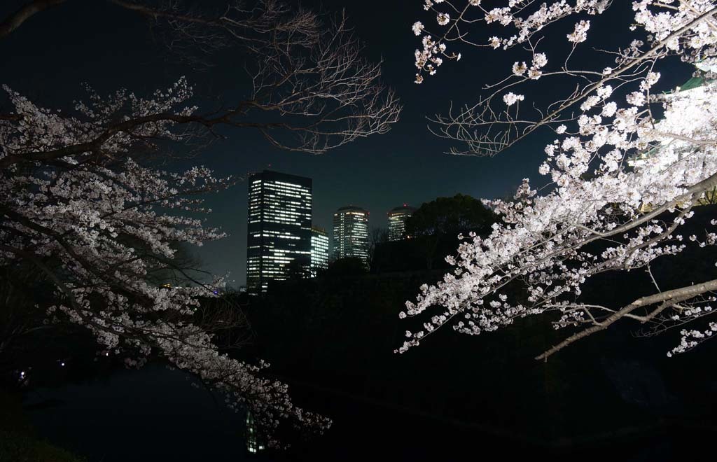 大阪城西ノ丸庭園・観桜ナイター@2018-03-28_d0250840_01434574.jpg