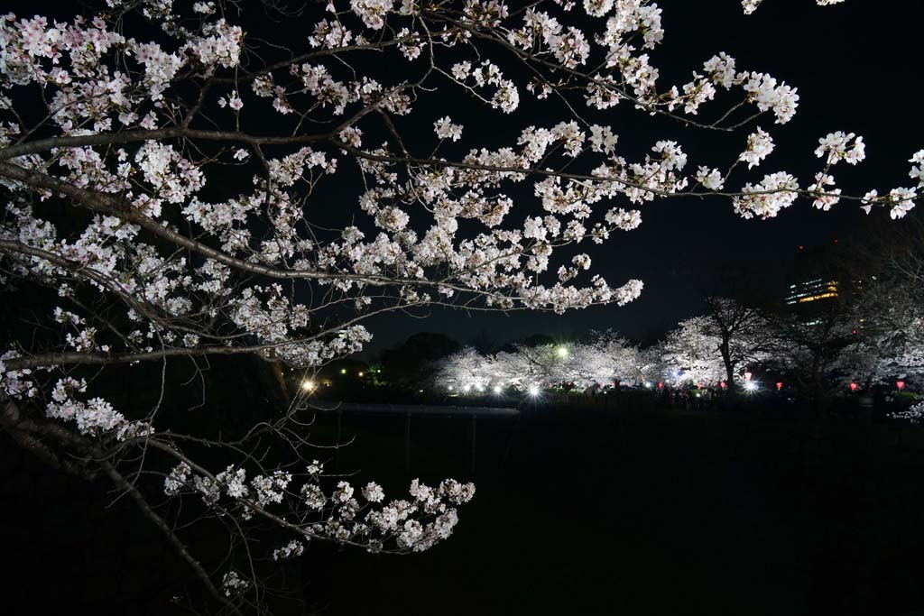 大阪城西ノ丸庭園・観桜ナイター@2018-03-28_d0250840_01435528.jpg