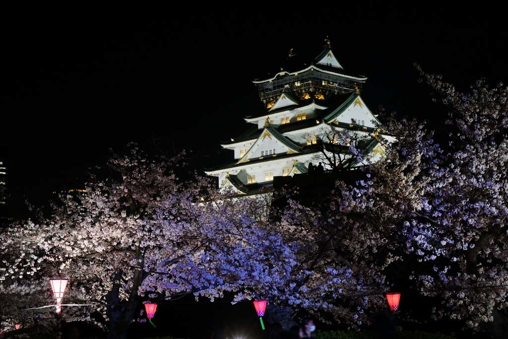 大阪城西ノ丸庭園・観桜ナイター@2018-03-28_d0250840_01443964.jpg