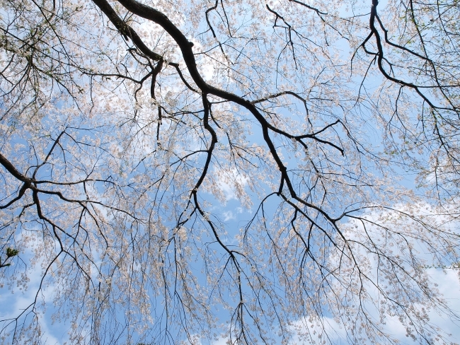 浄専寺の枝垂桜_c0281841_13533076.jpg