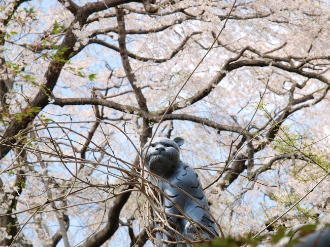 浄専寺の枝垂桜_c0281841_13533371.jpg