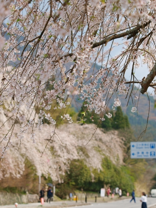 浄専寺の枝垂桜_c0281841_13533665.jpg