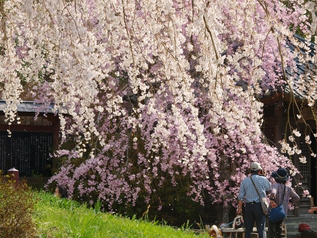 浄専寺の枝垂桜_c0281841_13533945.jpg