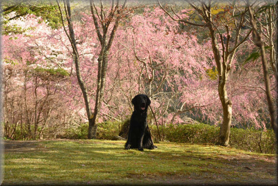 お花見散歩2018　＠最明寺史跡公園_f0363141_09382433.jpg