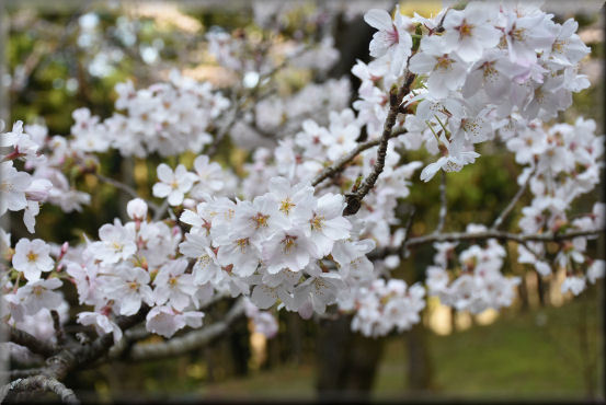 お花見散歩2018　＠最明寺史跡公園_f0363141_09384300.jpg