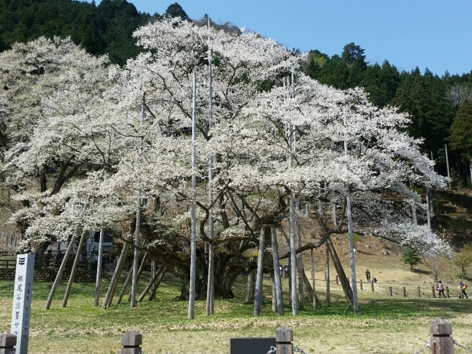 淡墨桜…本巣市_c0295742_14445589.jpg