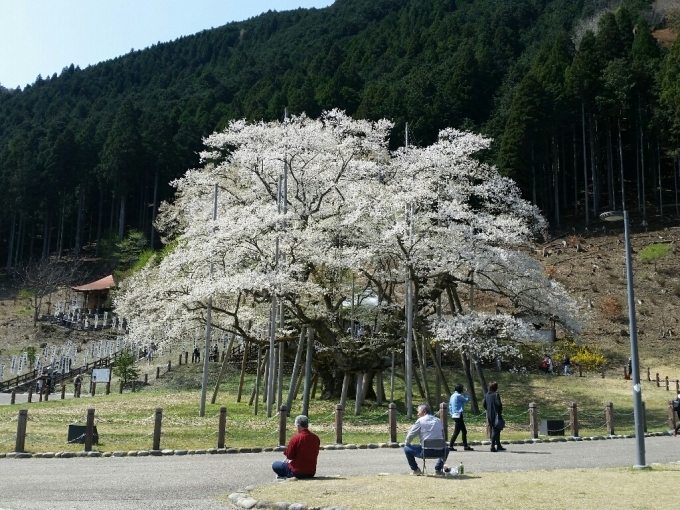 淡墨桜…本巣市_c0295742_14445989.jpg