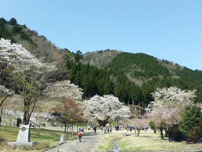 淡墨桜…本巣市_c0295742_14450793.jpg