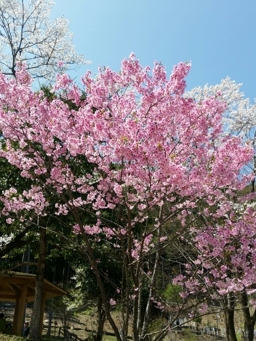 淡墨桜…本巣市_c0295742_14451268.jpg