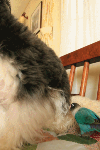 c0145250_09534836.gif
